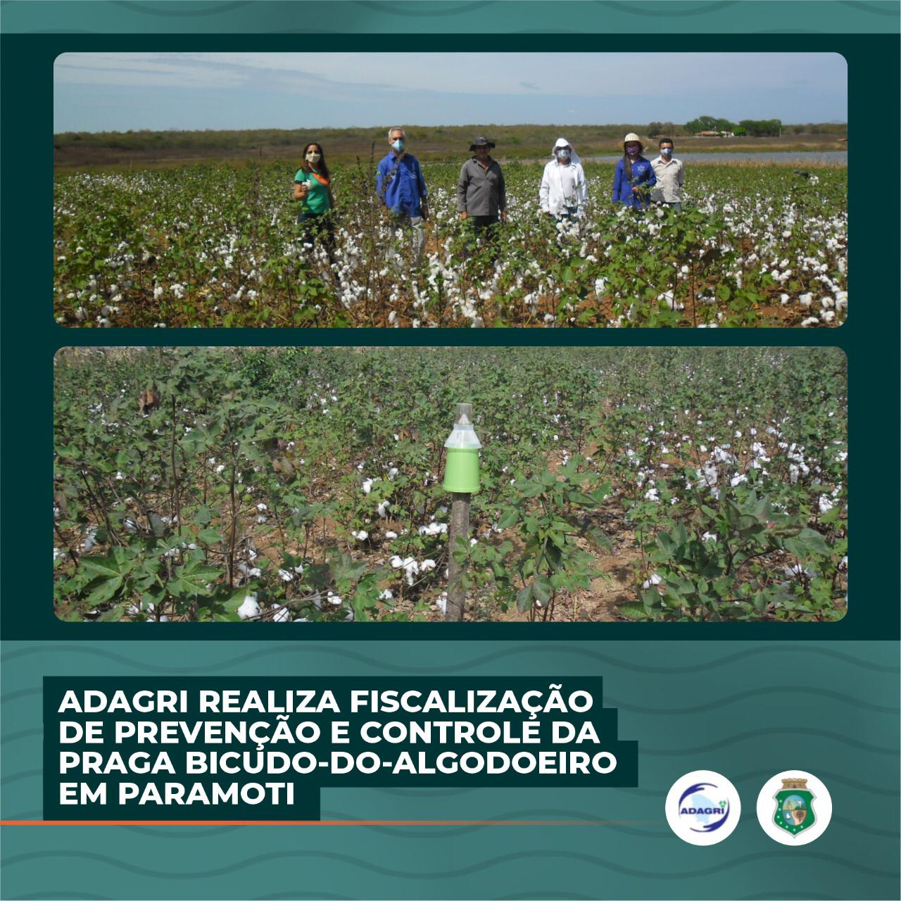 Adagri realiza fiscalização de prevenção da praga do Bicudo do